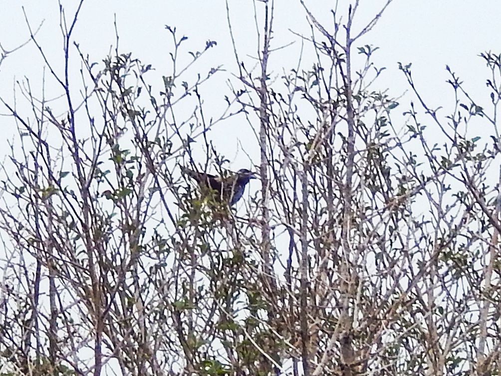 Alpine Accentor - ML260209111