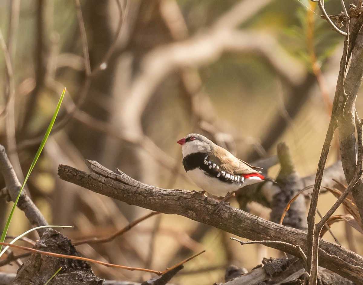 Diamond Firetail - ML260209171