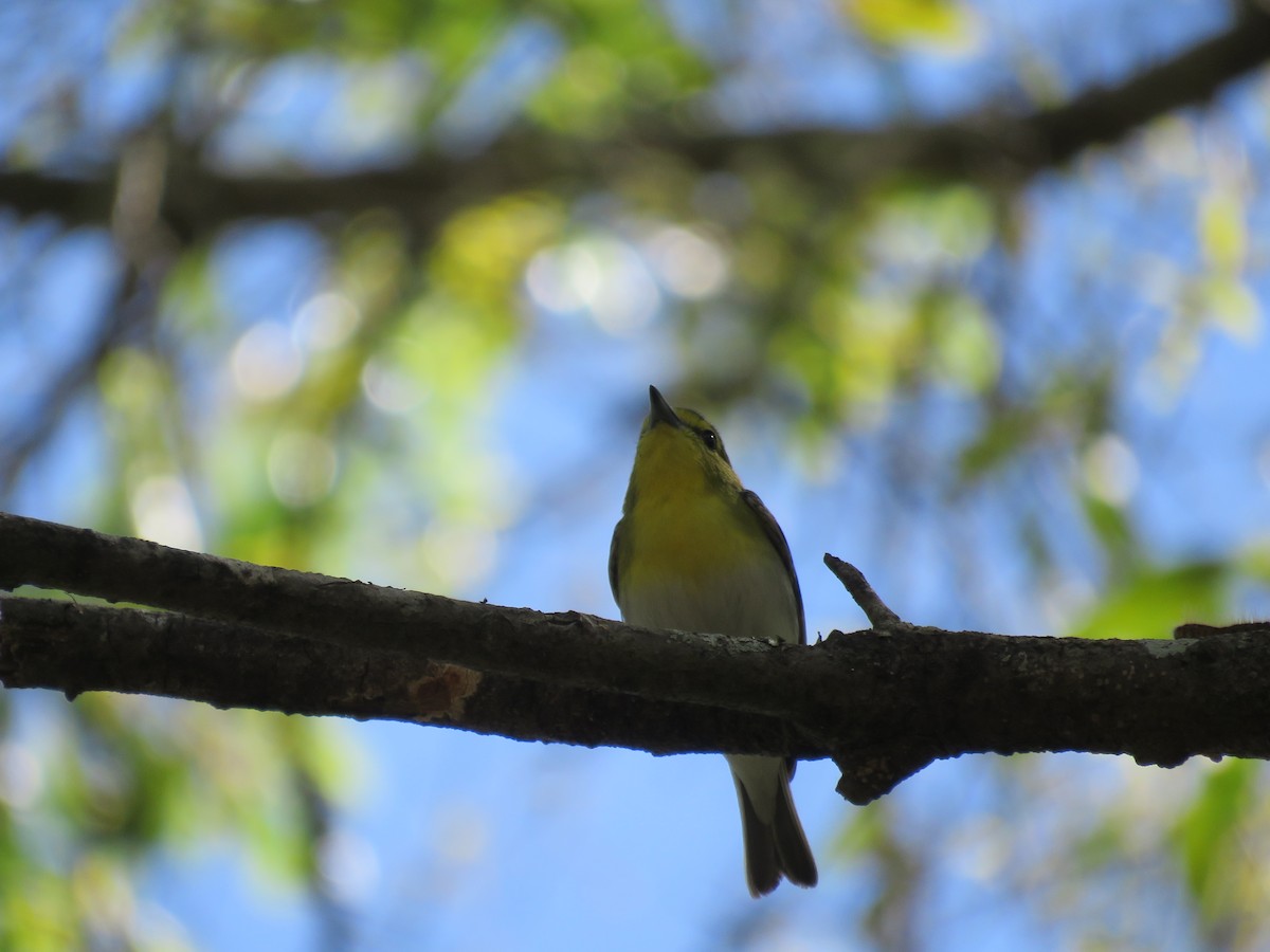 Yellow-throated Vireo - ML26021021