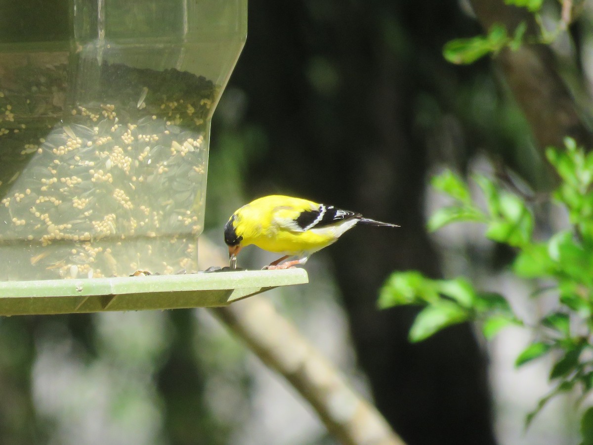 American Goldfinch - ML26021031