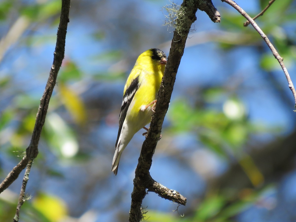 American Goldfinch - ML26021041