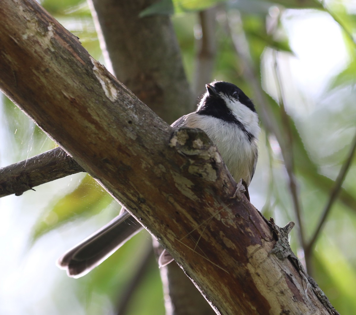 Black-capped Chickadee - ML260212621