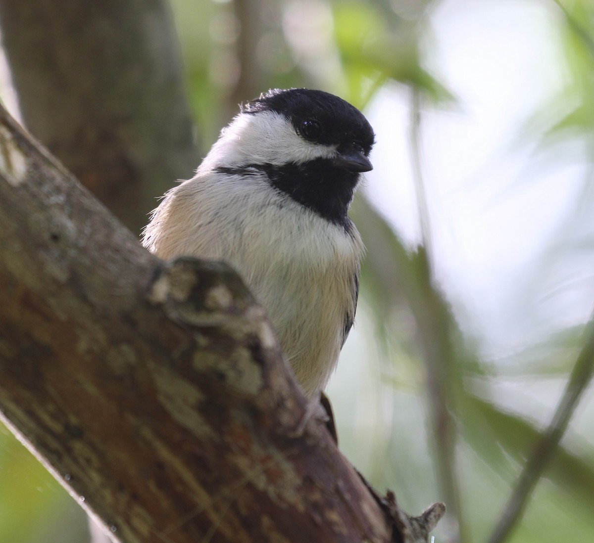 Black-capped Chickadee - ML260212631