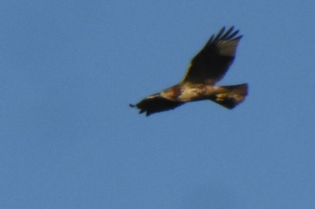 Red-tailed Hawk - ML260217171