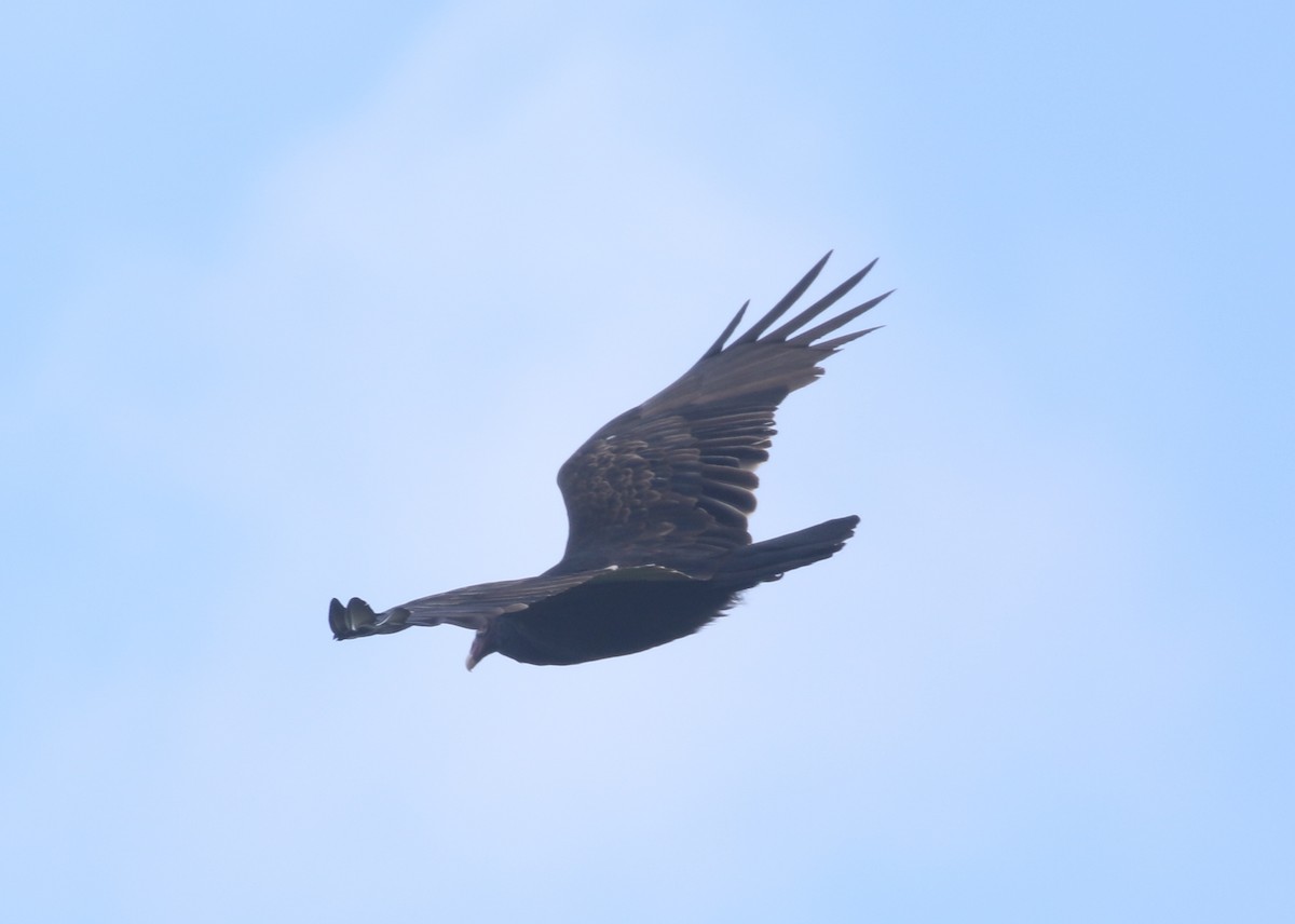 Turkey Vulture - ML260217941