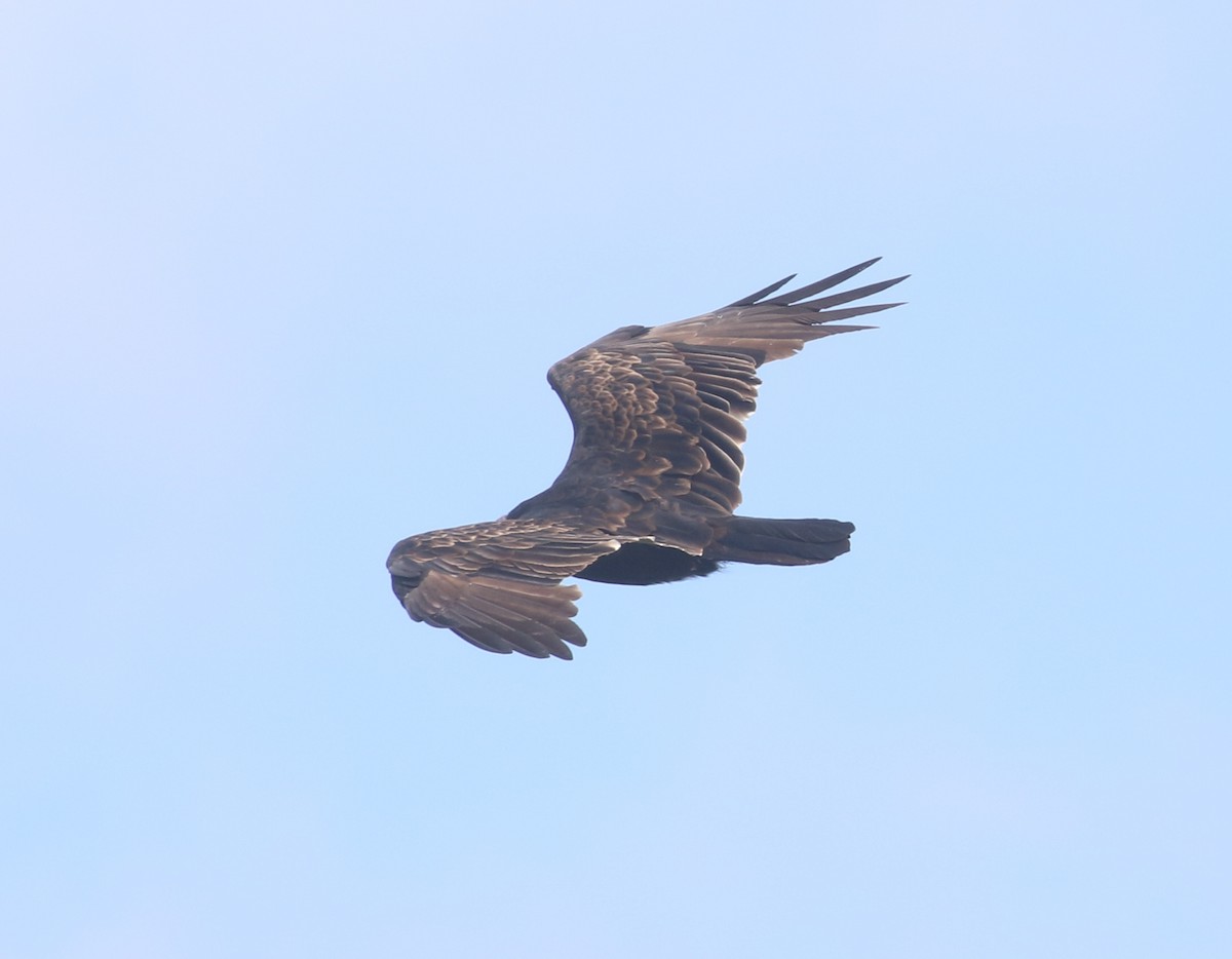 Turkey Vulture - ML260217951