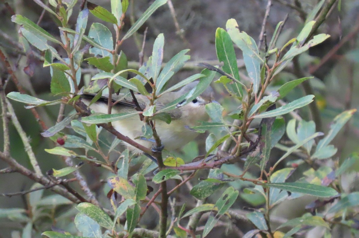 Warbling Vireo - ML260218231