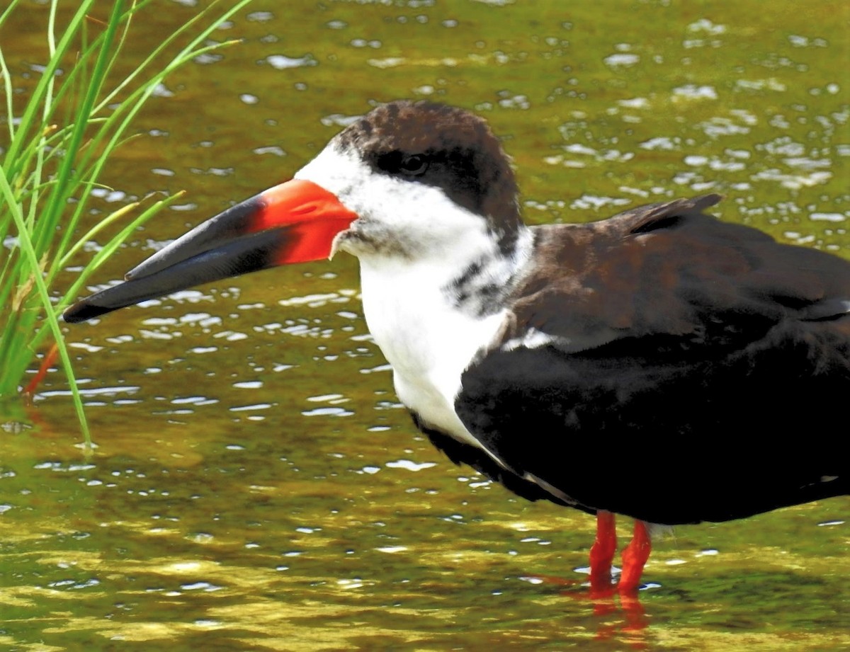 Black Skimmer - ML260218251