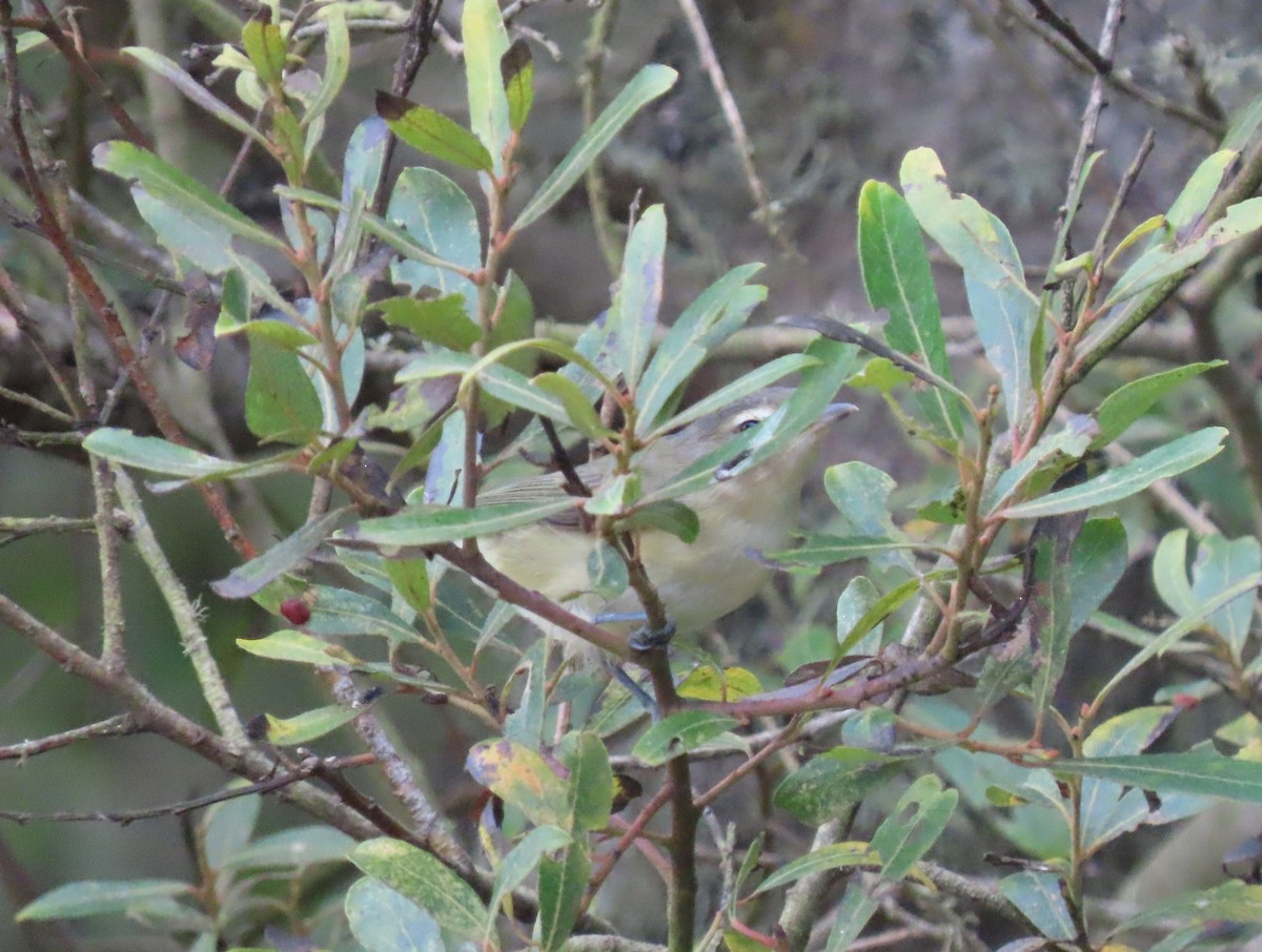 Warbling Vireo - ML260218421