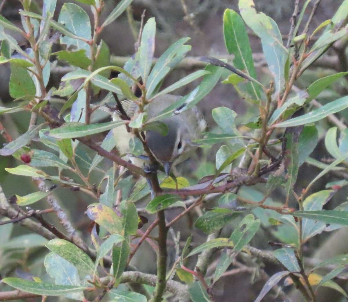 Warbling Vireo - ML260218531