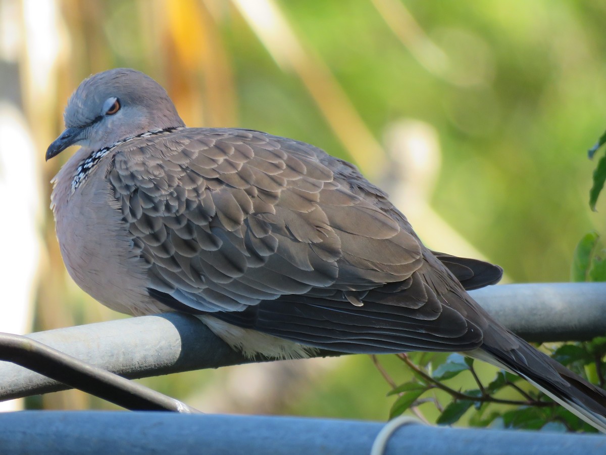 Spotted Dove - ML260219181