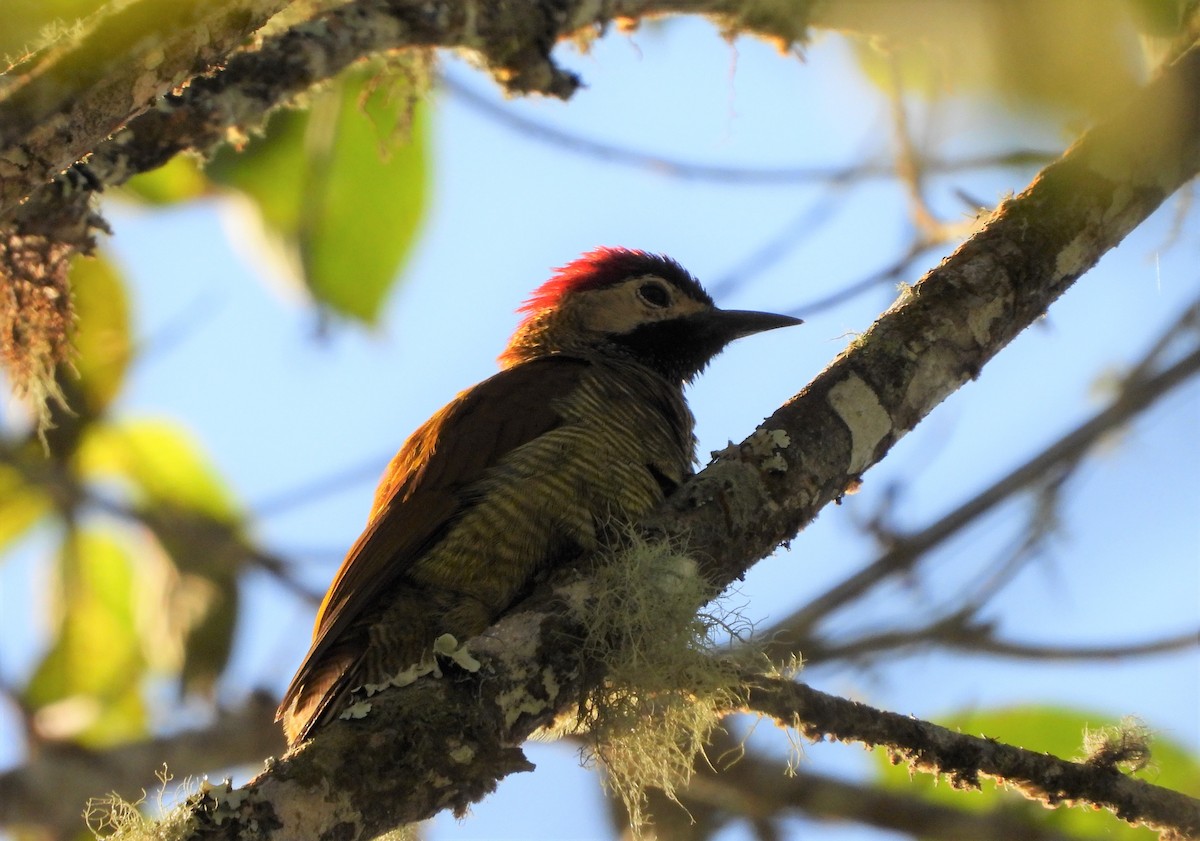 Golden-olive Woodpecker - ML260221691