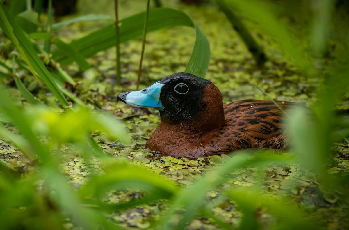 Masked Duck - ML260222031