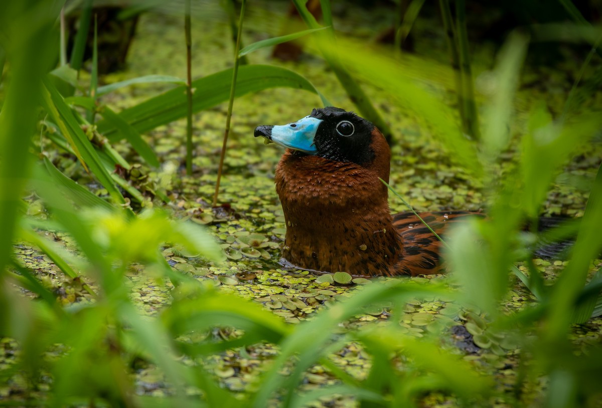 Masked Duck - ML260222171