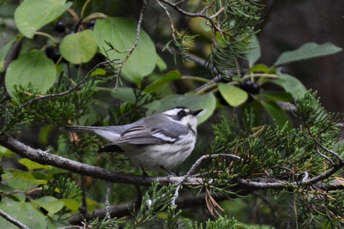 Black-throated Gray Warbler - Julie Zempel