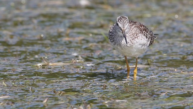 Greater Yellowlegs - ML260223021