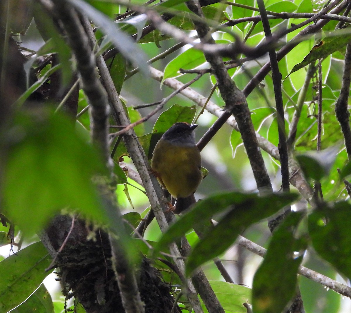 Russet-crowned Warbler - ML260223181