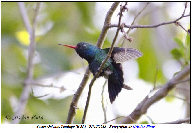 Glittering-bellied Emerald - ML260223211