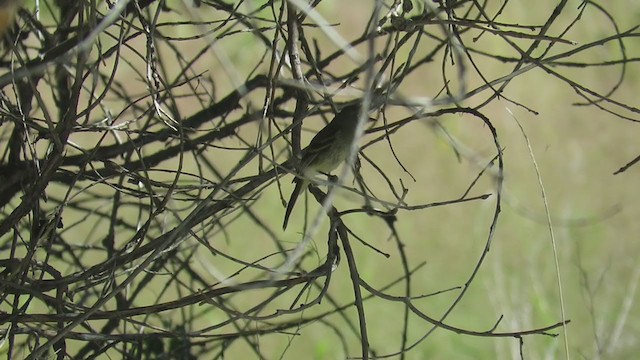 Dusky Flycatcher - ML260225391