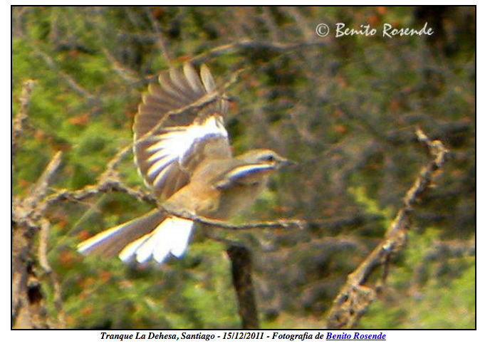 White-banded Mockingbird - ML260226941