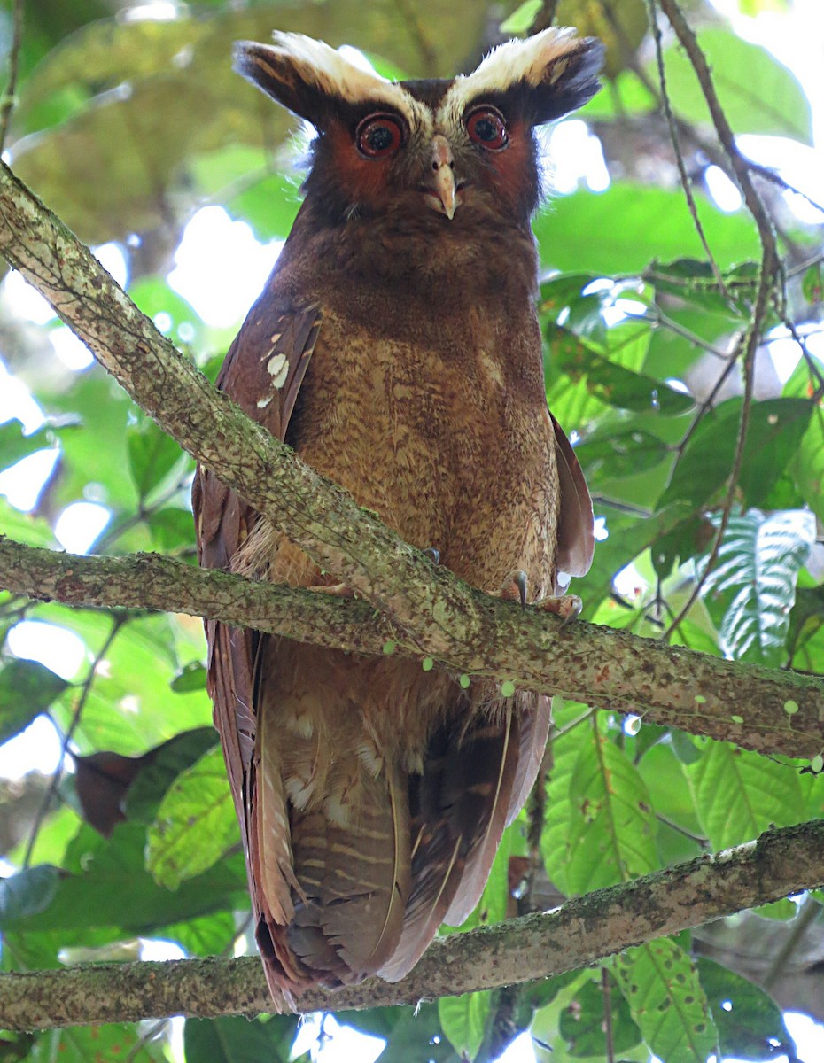 Crested Owl - ML260228861