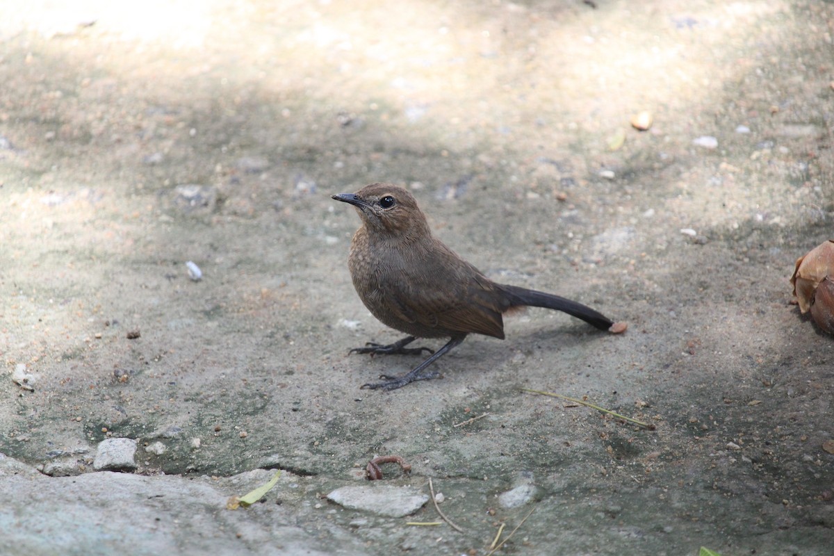 Indian Robin - ML260228921