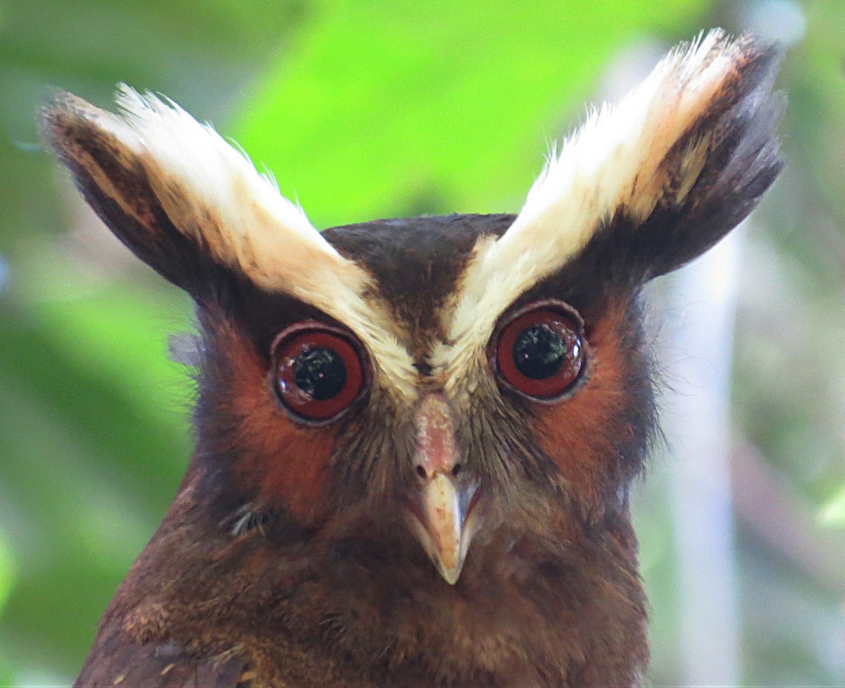 Crested Owl - ML260229191
