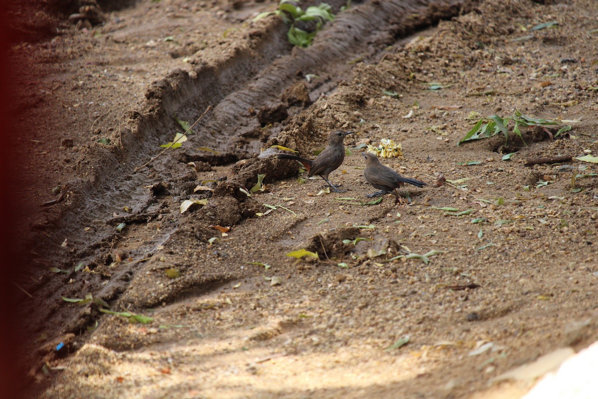 Indian Robin - ML260229231