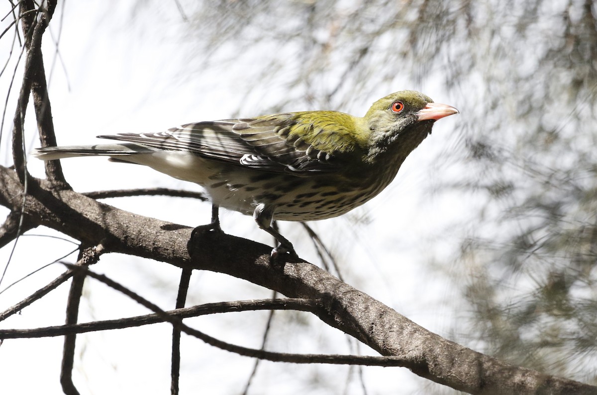 Olive-backed Oriole - ML260232061