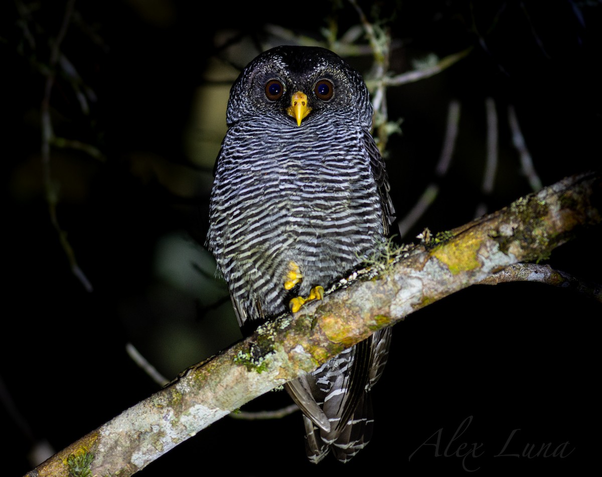 Black-banded Owl (San Isidro) - Alex Luna