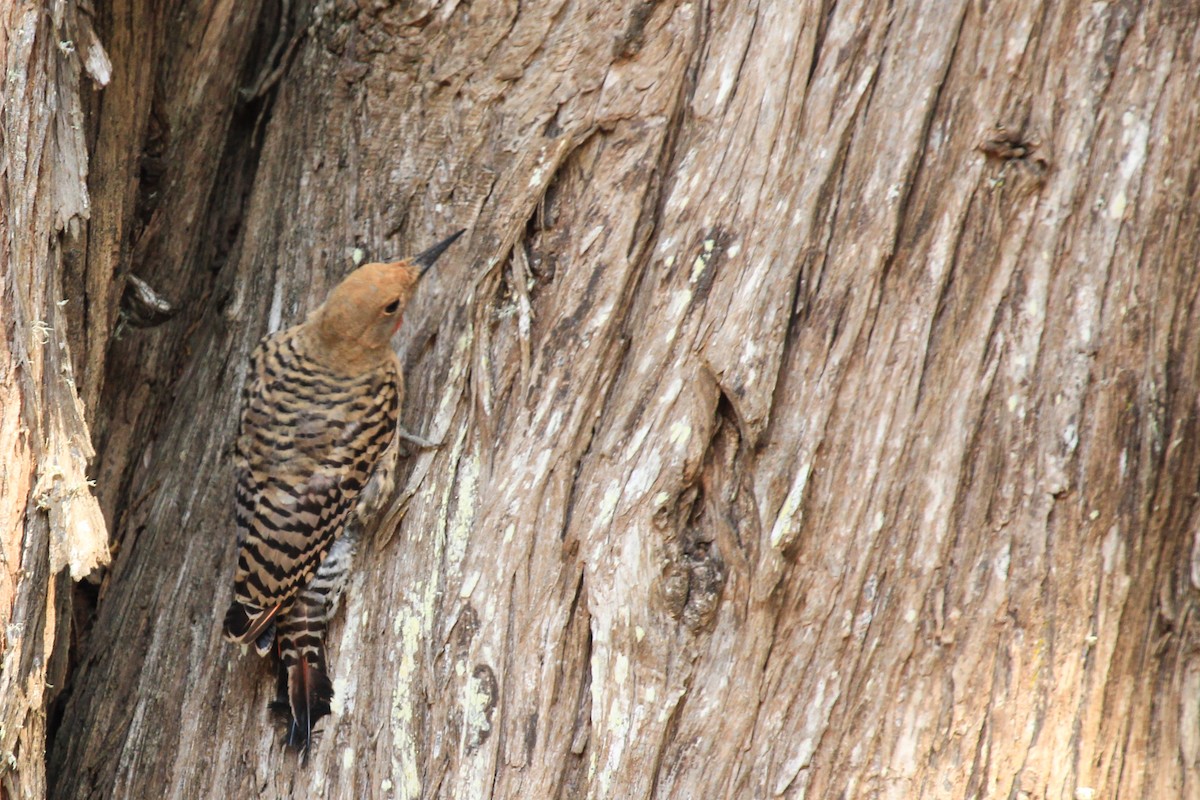 Northern Flicker - ML260236701