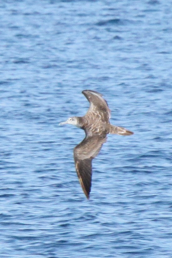 Puffin leucomèle - ML260237861