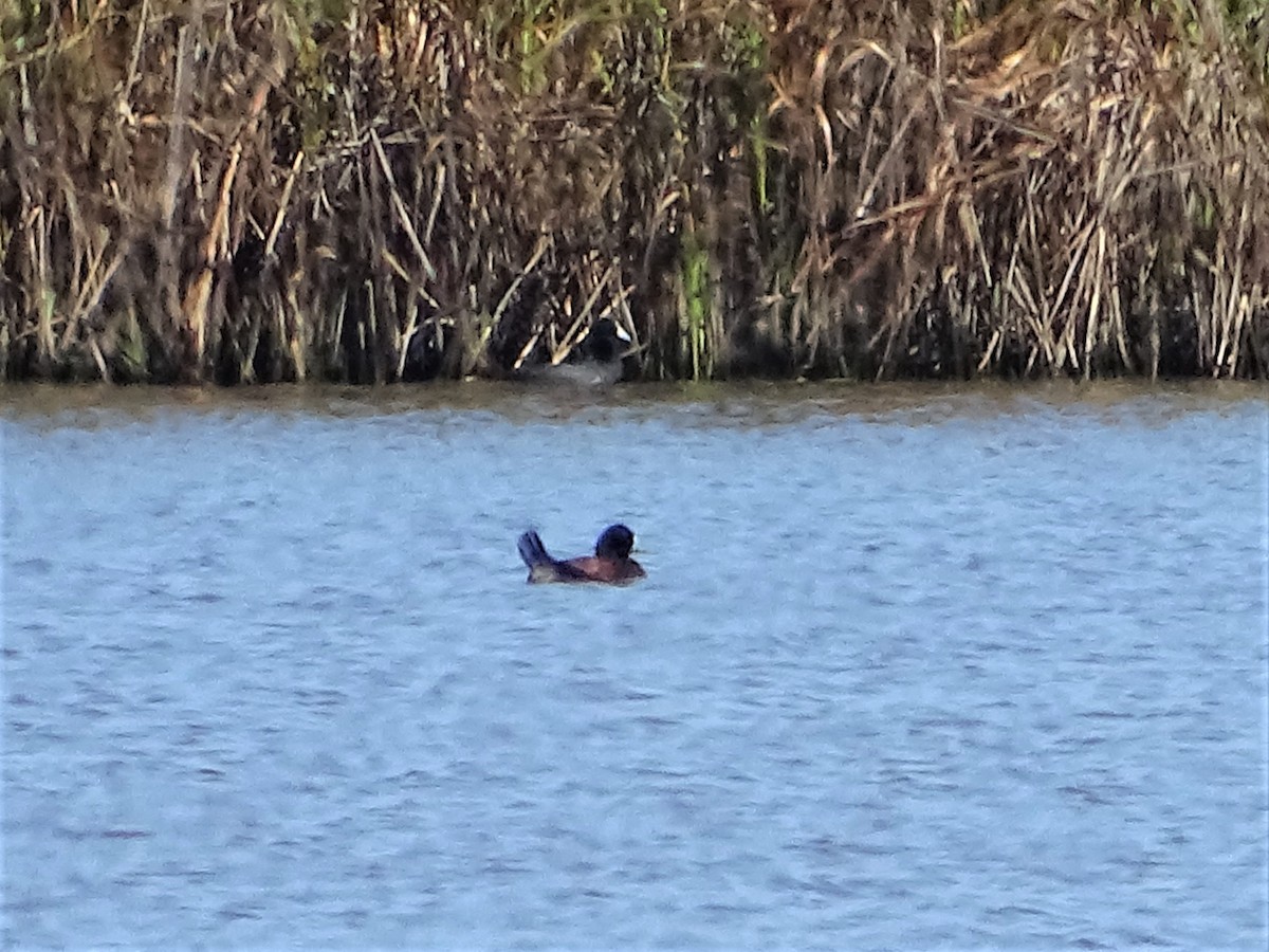 Blue-billed Duck - ML260238811