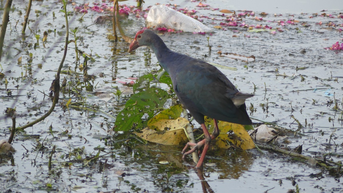 Gray-headed Swamphen - Mukesh Dudwe