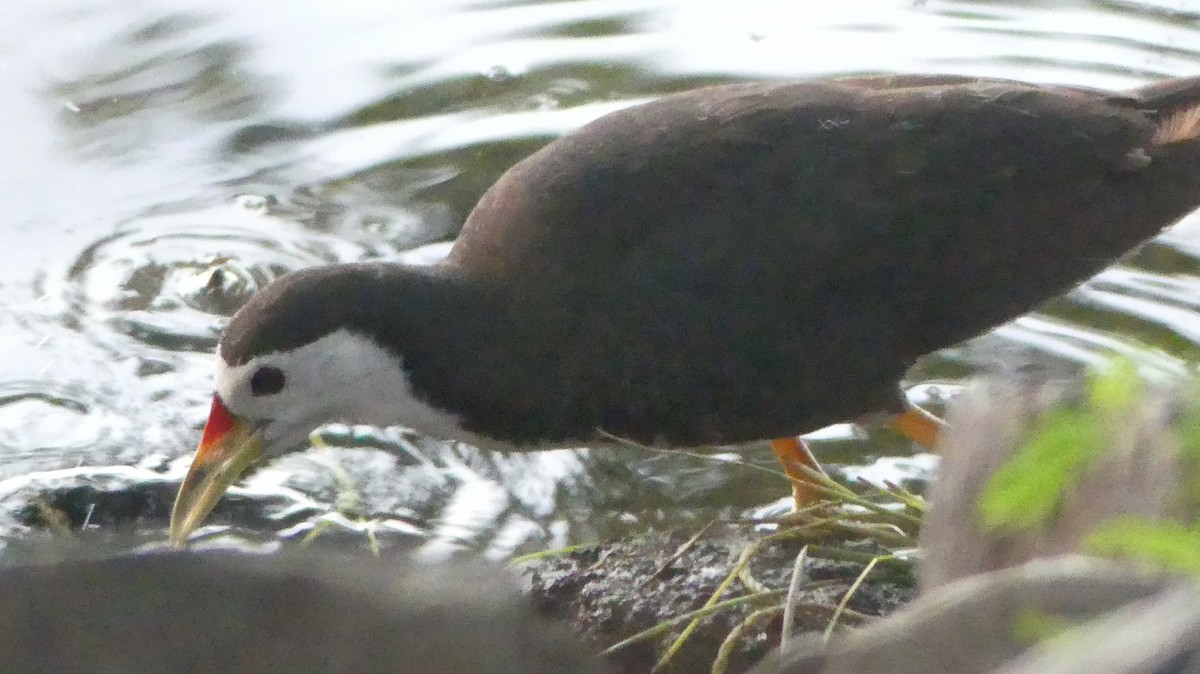 White-breasted Waterhen - ML260238941