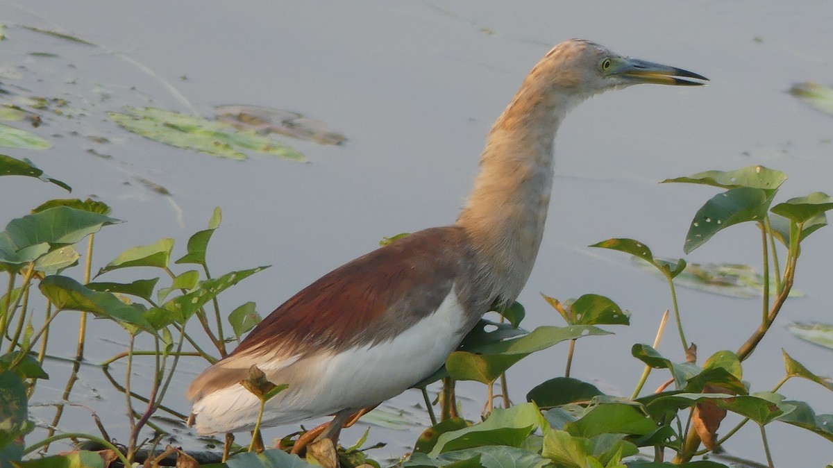 Indian Pond-Heron - Mukesh Dudwe