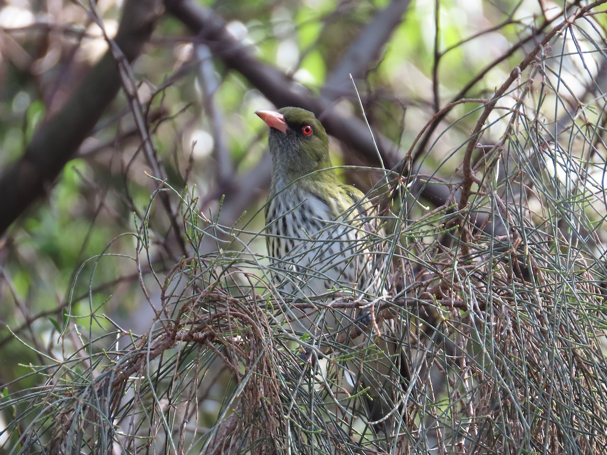 Olive-backed Oriole - ML260239501