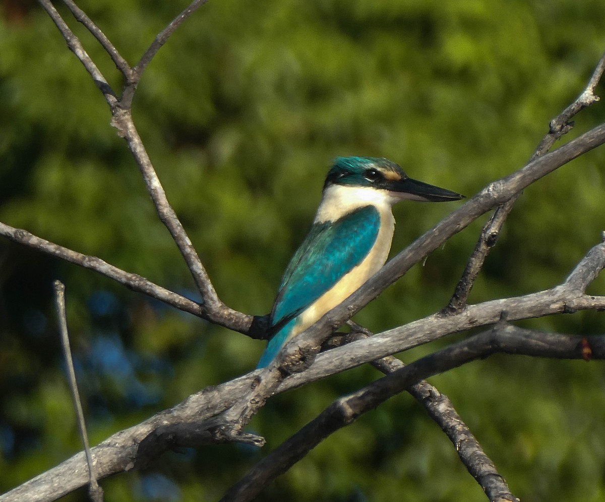 Sacred Kingfisher - ML260239731