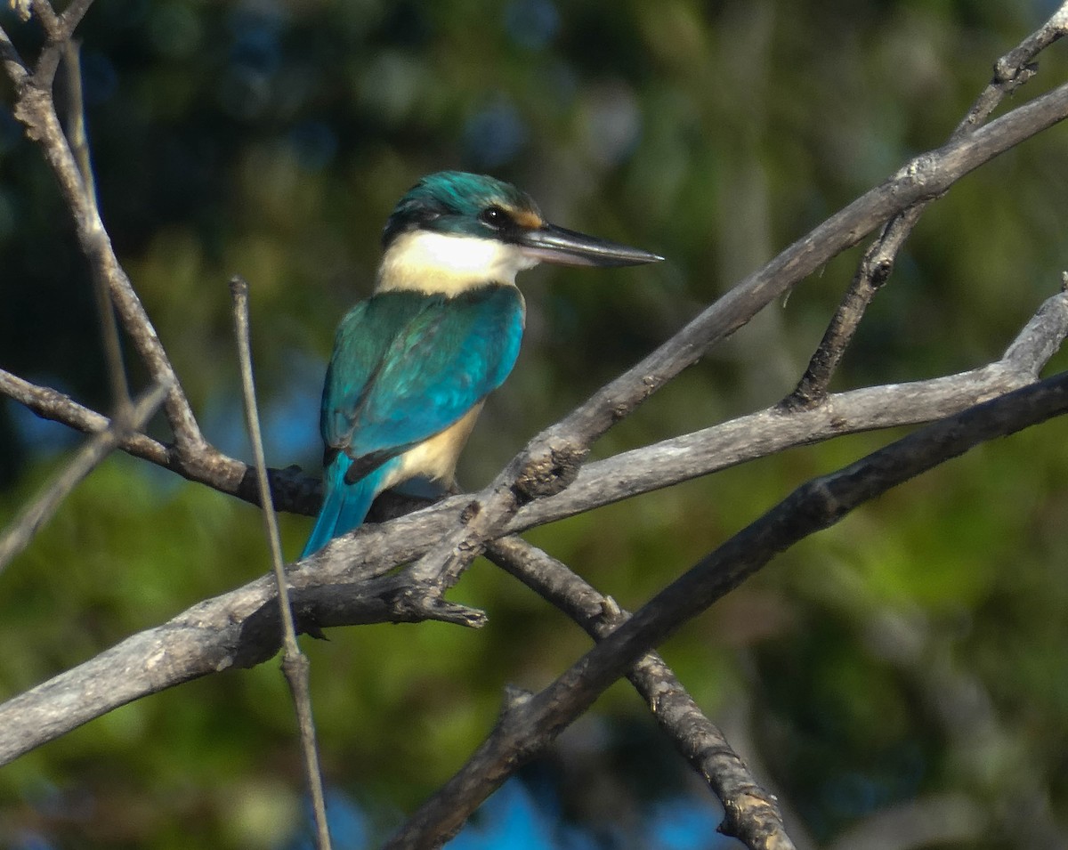 Sacred Kingfisher - ML260239741