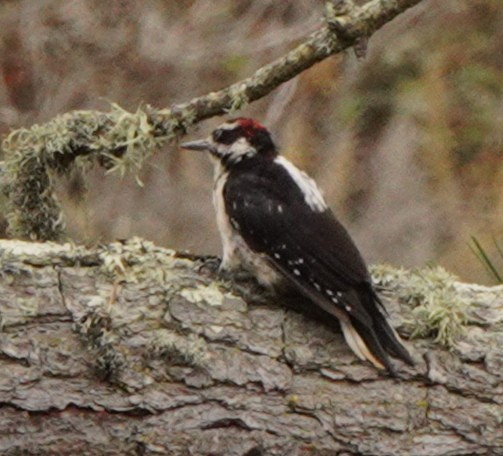 Hairy Woodpecker - ML260241161