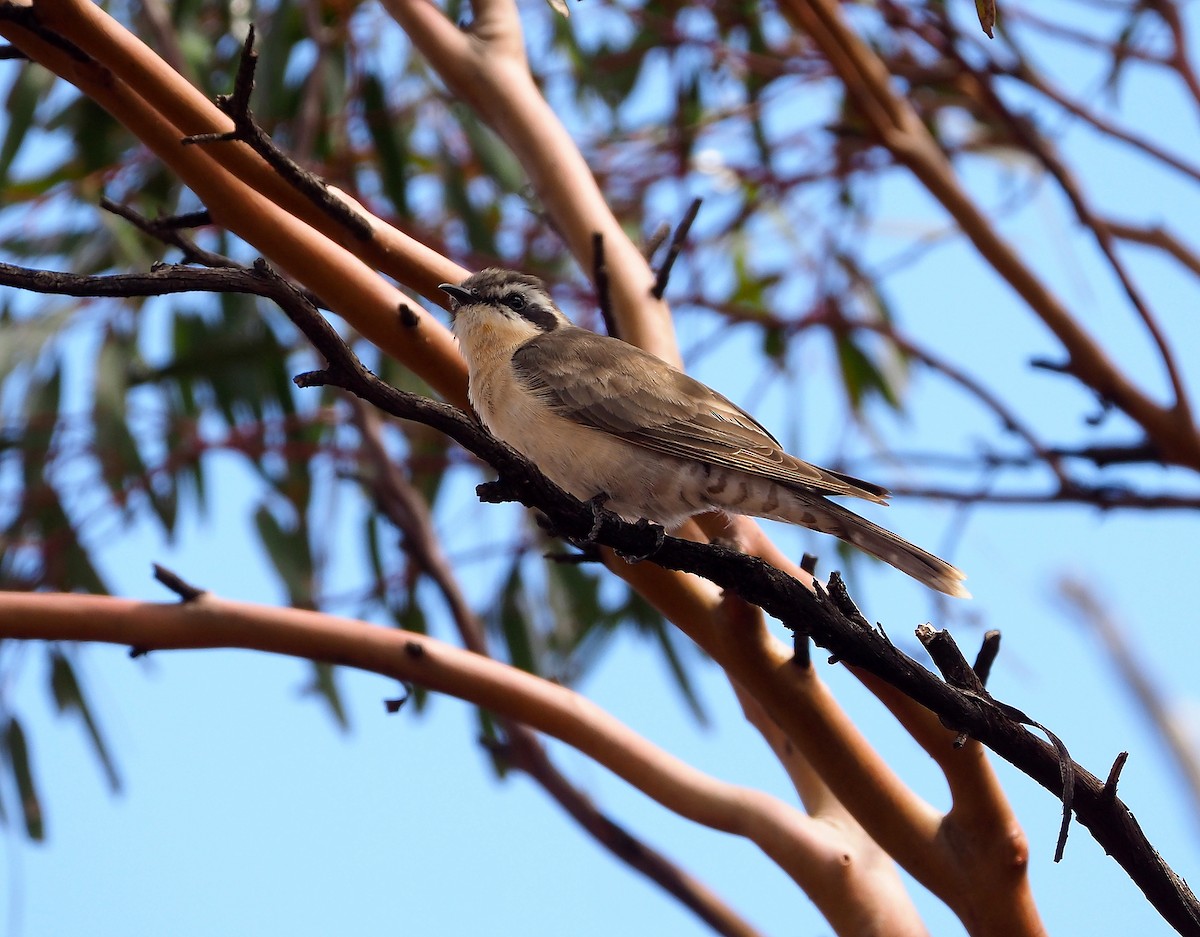 Black-eared Cuckoo - John Baas