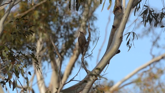 Brown Treecreeper - ML260245351