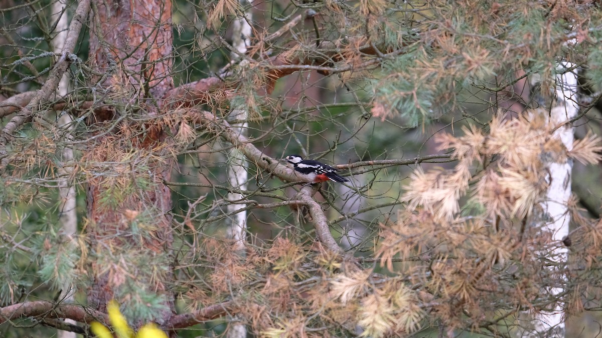 Great Spotted Woodpecker - ML260246351