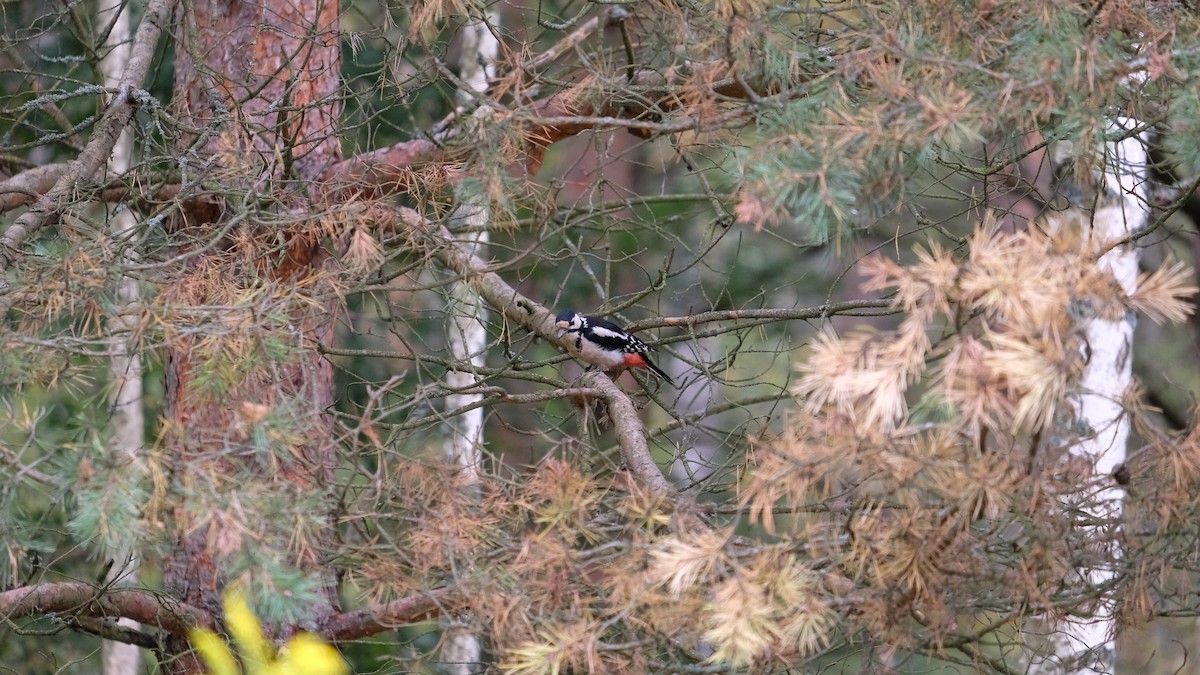 Great Spotted Woodpecker - ML260246361