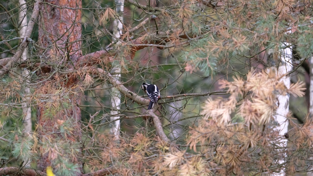 Great Spotted Woodpecker - ML260246371
