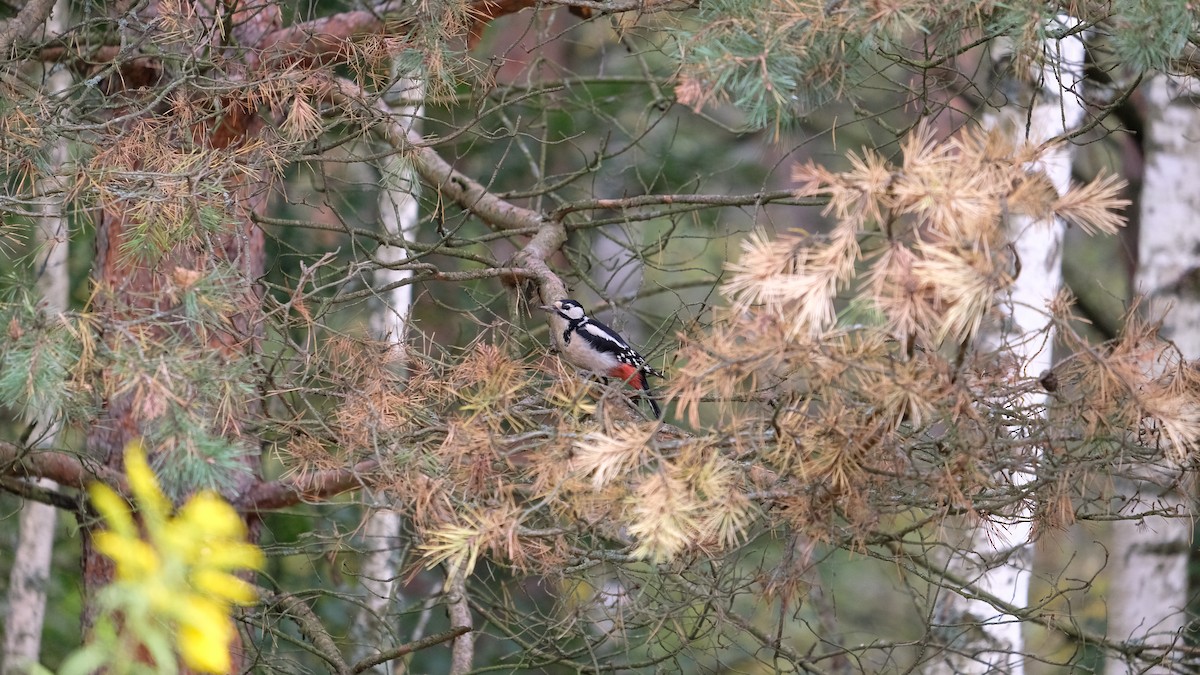Great Spotted Woodpecker - ML260246381