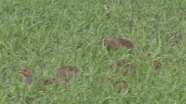 Gray Partridge - ML260247161