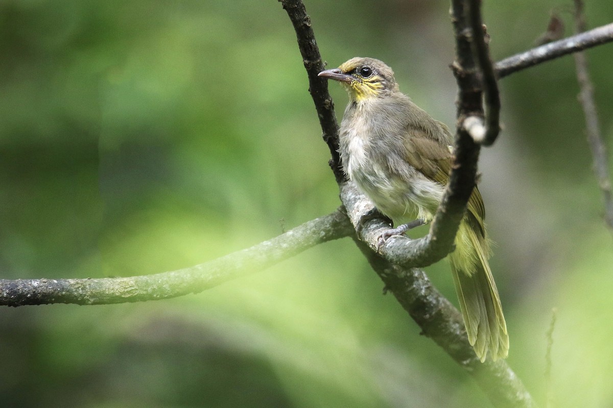 Stripe-throated Bulbul - ML260247221