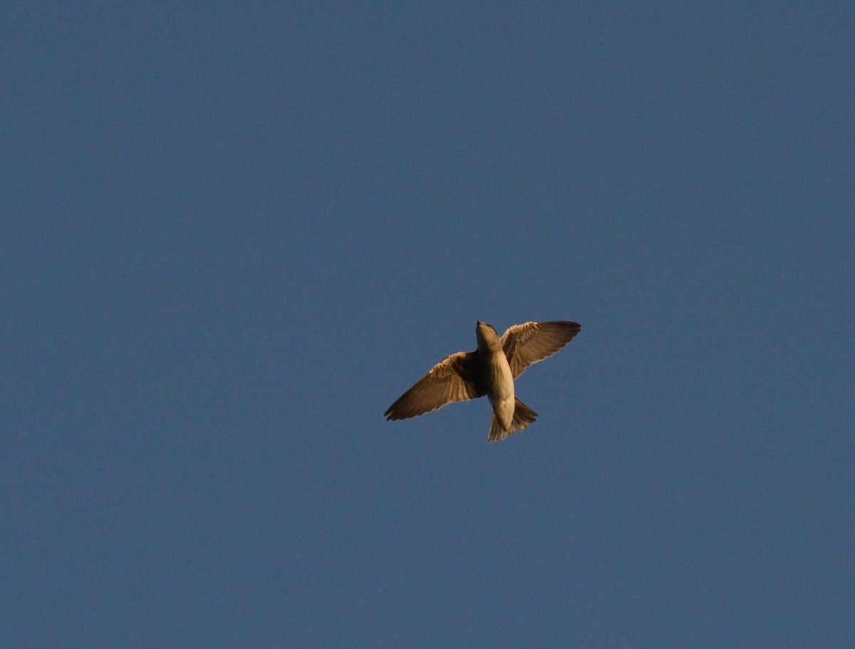 Golondrina Purpúrea - ML260248561