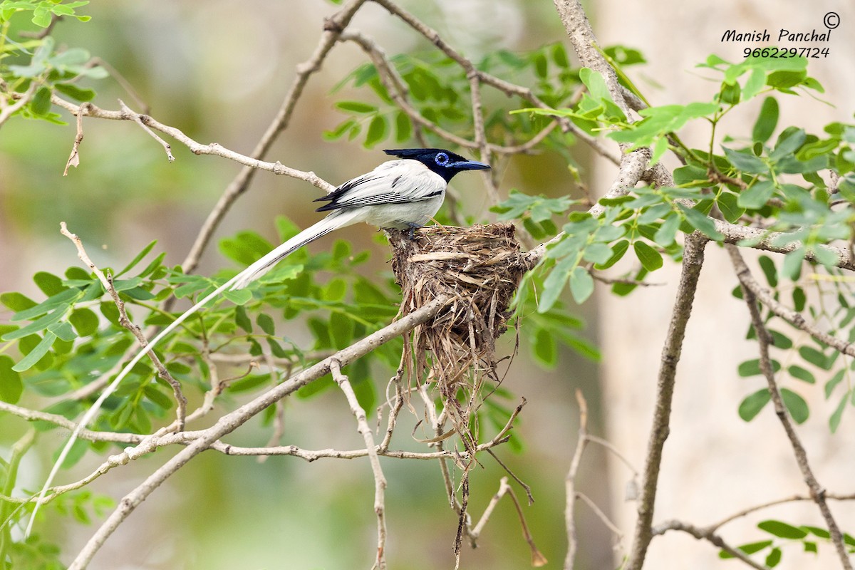 Indian Paradise-Flycatcher - Manish Panchal